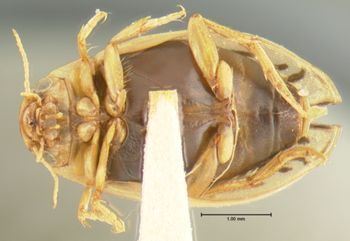 Media type: image;   Entomology 23898 Aspect: habitus ventral view